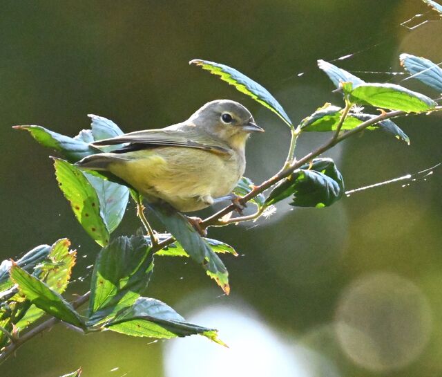 Orange-crowned Warbler