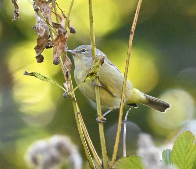Orange-crowned Warbler