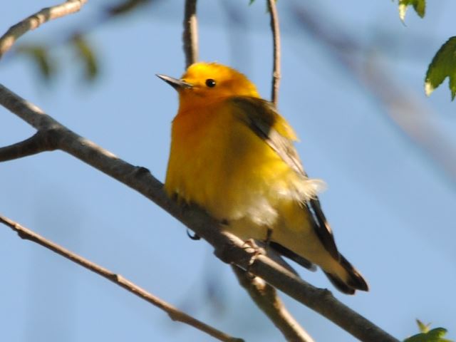 Prothonotary Warbler