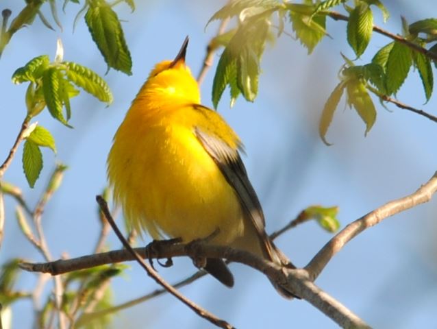 Prothonotary Warbler