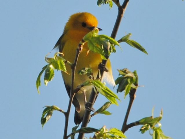 Prothonotary Warbler