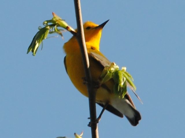 Prothonotary Warbler