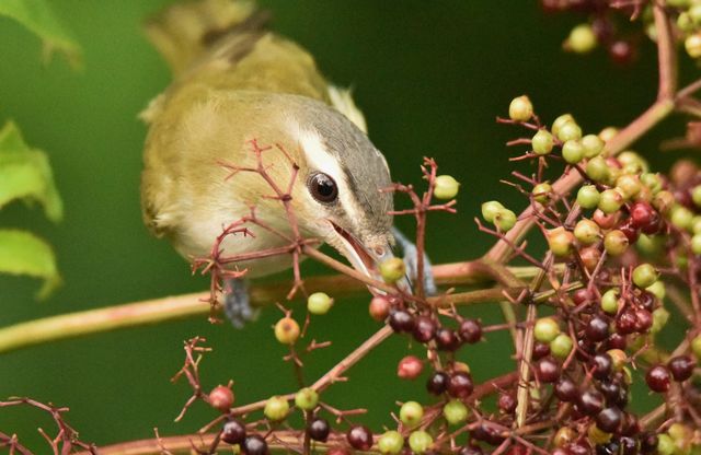 Red-eyed Vireo