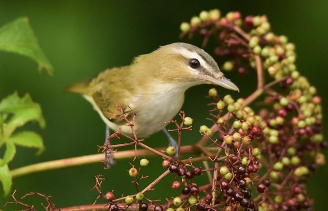 Red-eyed Vireo