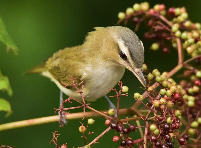 Red-eyed Vireo
