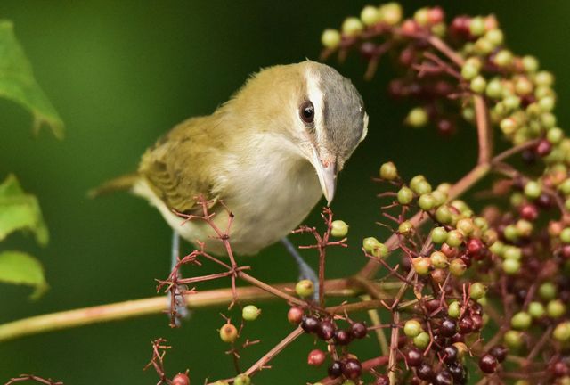 Red-eyed Vireo