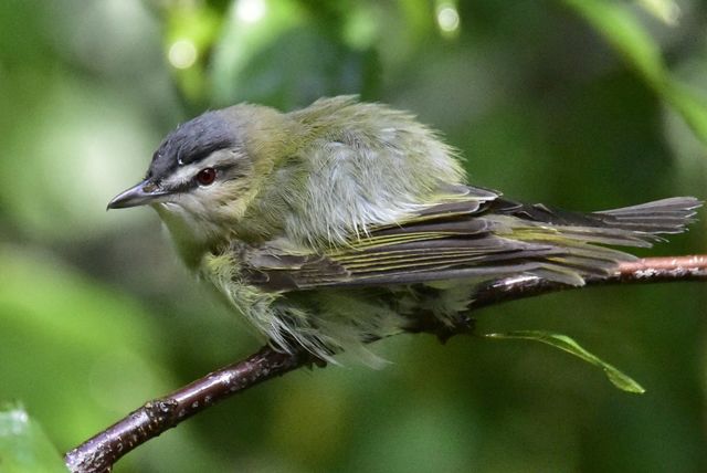 Red-eyed Vireo