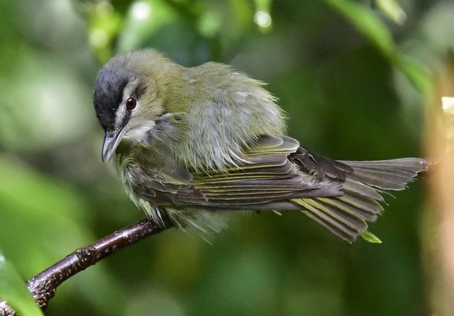 Red-eyed Vireo