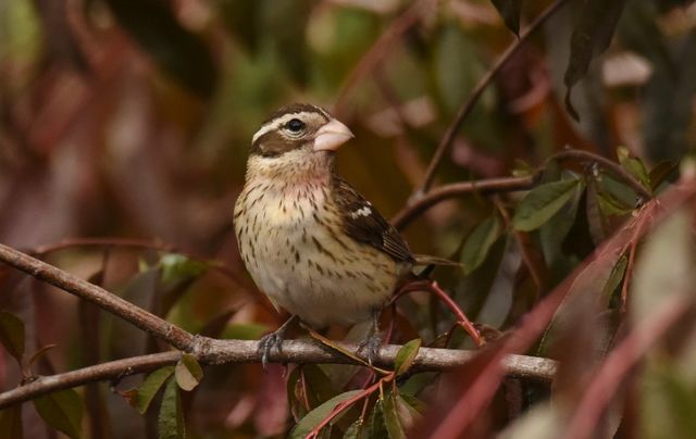 Rose-breasted Grosbeak