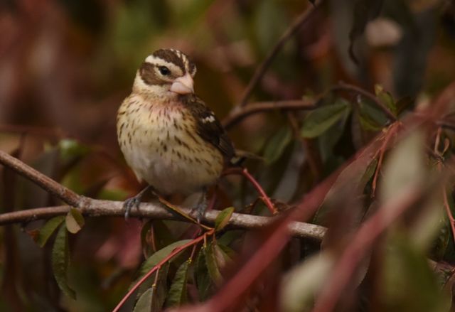 Rose-breasted Grosbeak