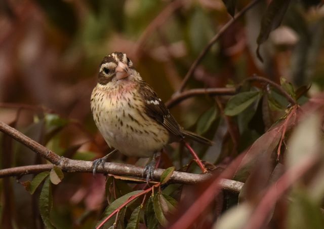 Rose-breasted Grosbeak