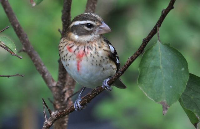 Rose-breasted Grosbeak