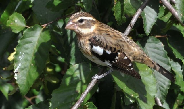 Rose-breasted Grosbeak