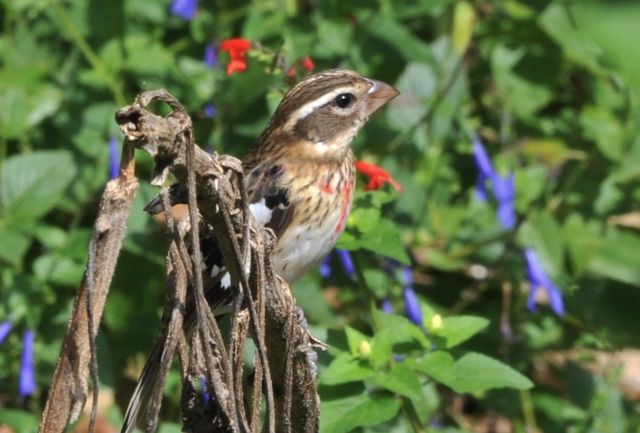 Rose-breasted Grosbeak