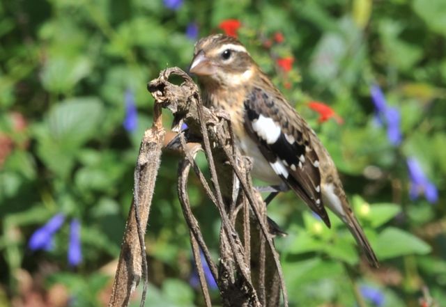 Rose-breasted Grosbeak
