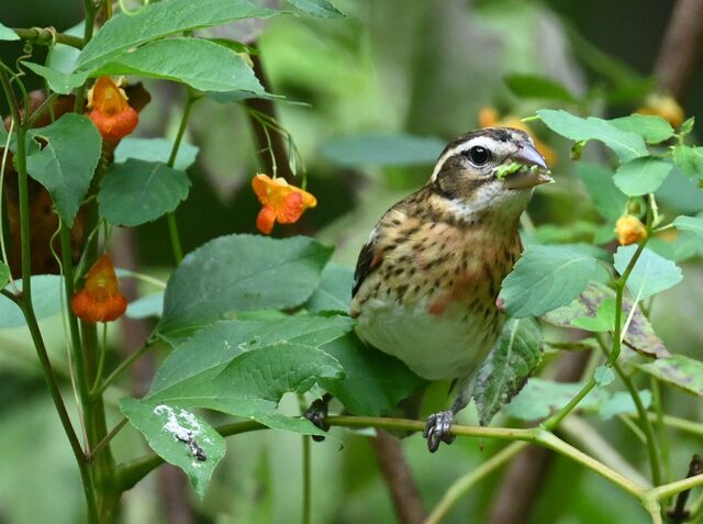 Rose-breasted Grosbeak
