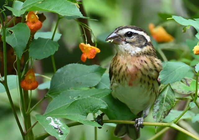 Rose-breasted Grosbeak