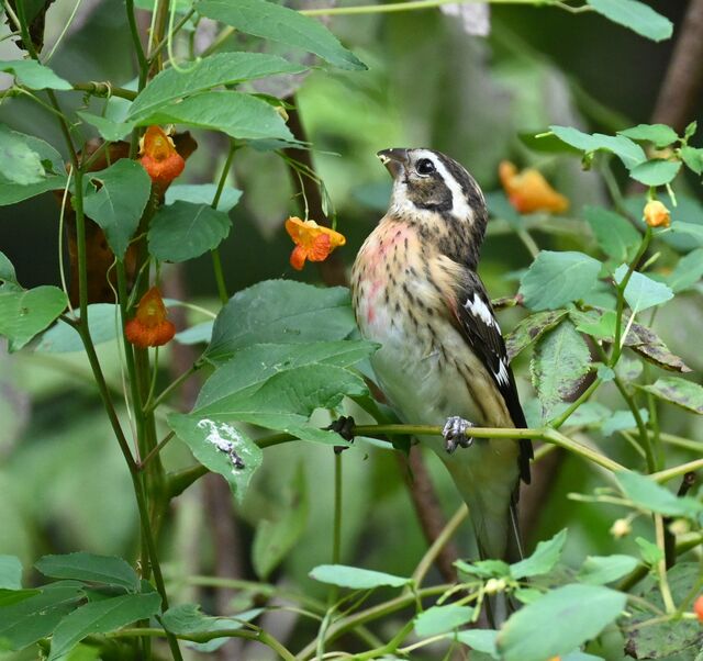 Rose-breasted Grosbeak