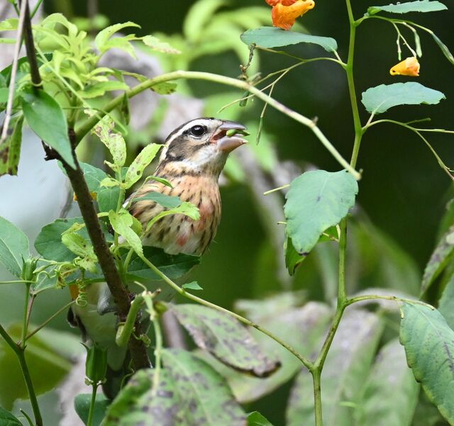 Rose-breasted Grosbeak