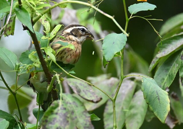 Rose-breasted Grosbeak