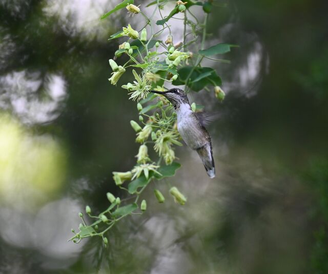Ruby-throated Hummingbird