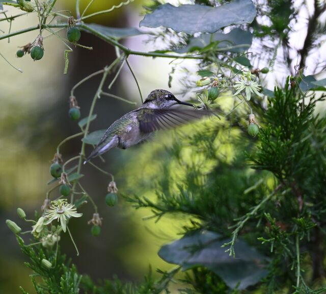 Ruby-throated Hummingbird