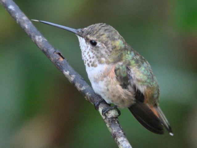 selasphorus hummingbird selasphorus hummingbird