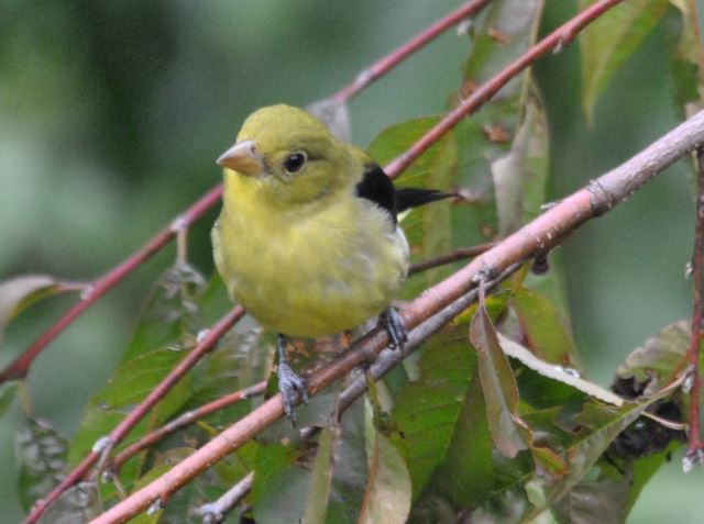 Scarlet Tanager