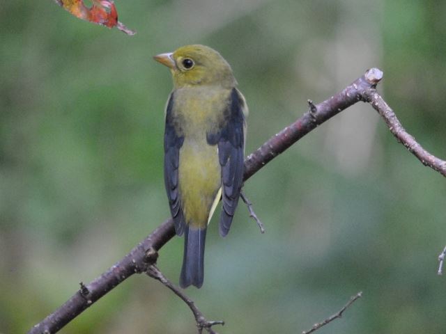 Scarlet Tanager