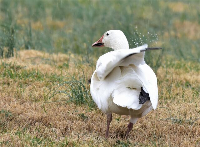 Snow Goose