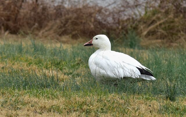 Snow Goose