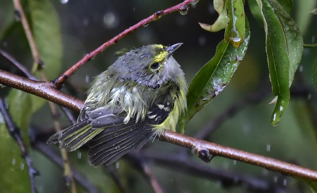 White-eyed Vireo