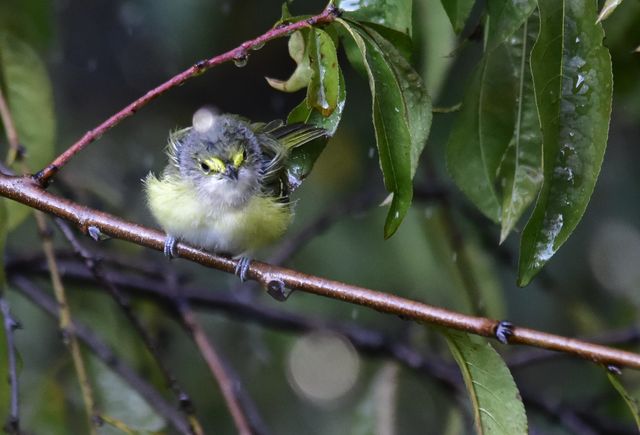 White-eyed Vireo