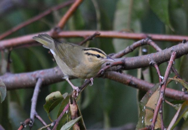 Worm-eating Warbler