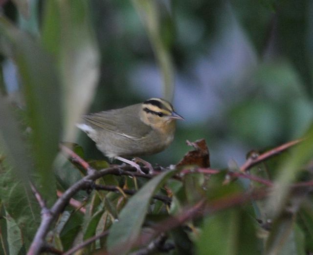 Worm-eating Warbler