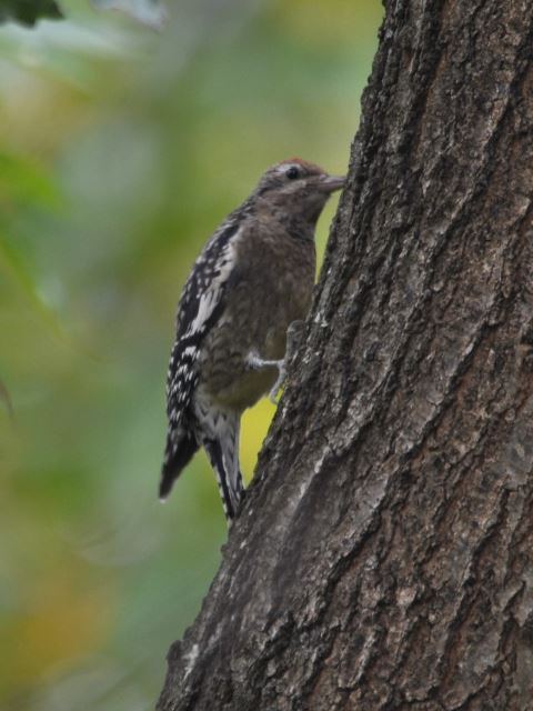 Yellow-bellied Sapsucker