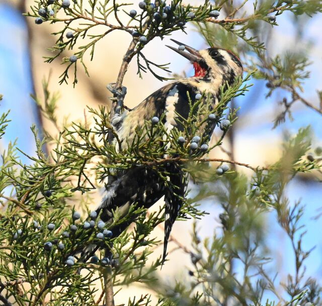 Yellow-bellied Sapsucker
