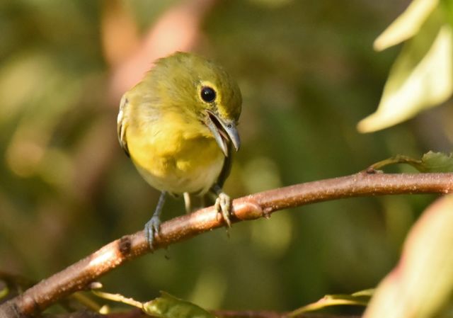 Yellow-throated Vireo
