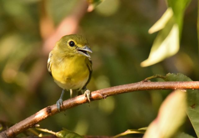Yellow-throated Vireo
