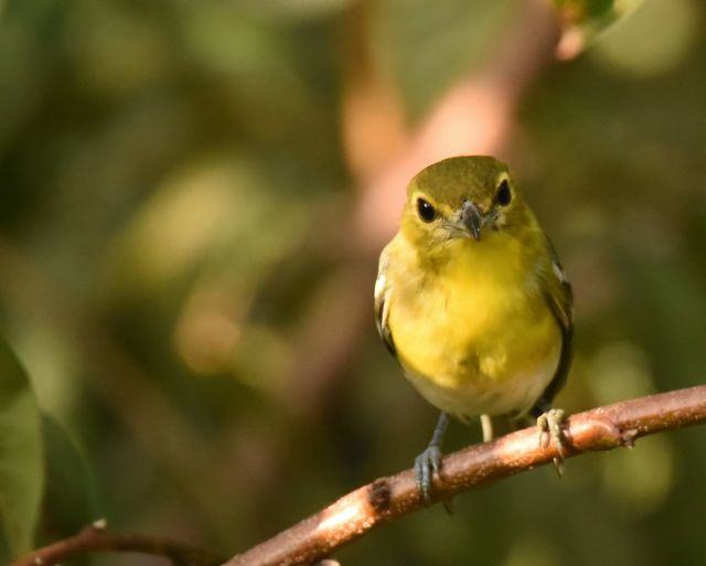 Yellow-throated Vireo