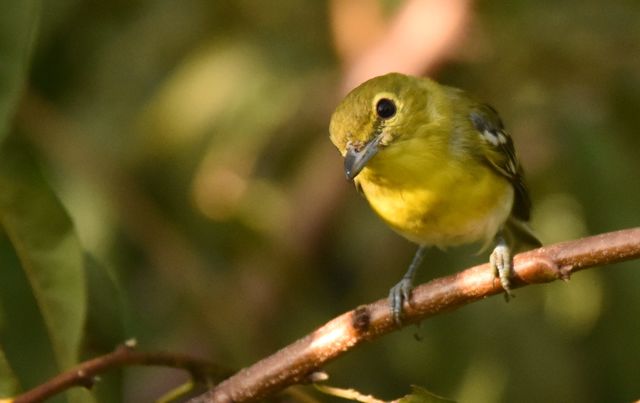 Yellow-throated Vireo