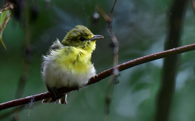 Yellow-throated Vireo