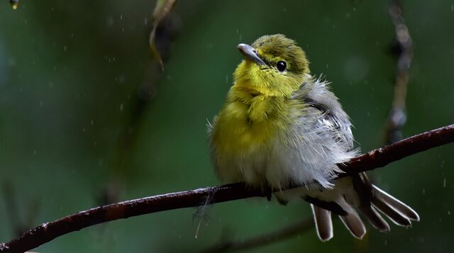 Yellow-throated Vireo