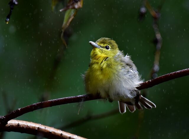 Yellow-throated Vireo