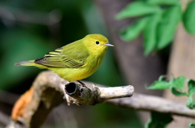 Yellow Warbler