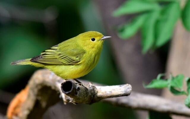 Yellow Warbler