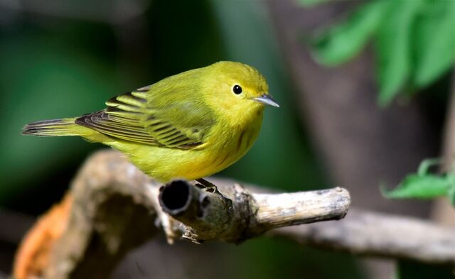 Yellow Warbler