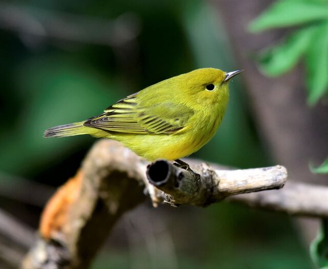 Yellow Warbler