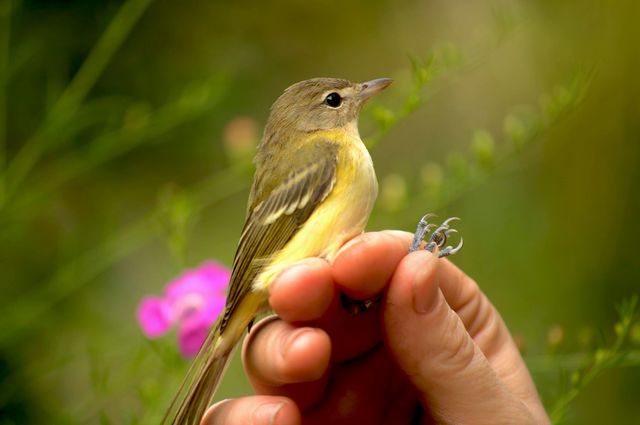 Bell's Vireo