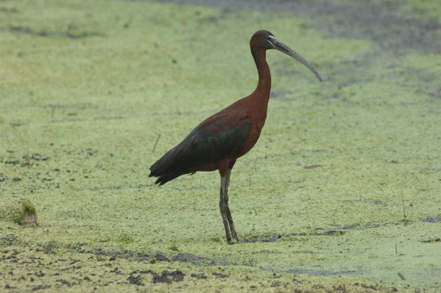 Glossy Ibis